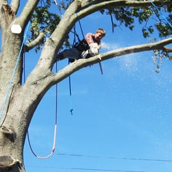 Randy's Tree & Stump Removal