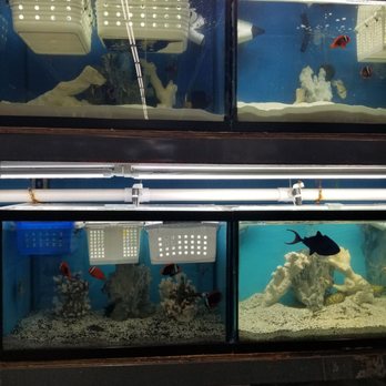 Beital's Aquariums - Aquarium Services Near Me - Pearl River, New York Beital's Aquariums - Aquarium Services Near Me - Pearl River, New York