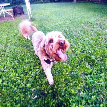 Bella Premier Dog Walking Services - Palmer @ Bella Casa - Pet Sitting Near Me - Minneapolis, Minnesota Bella Premier Dog Walking Services - Palmer @ Bella Casa - Pet Sitting Near Me - Minneapolis, Minnesota