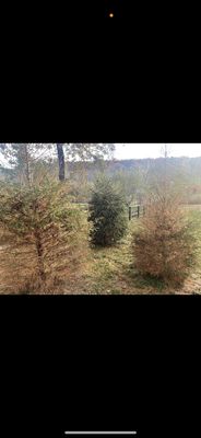 Gossett Brothers Nursery by null