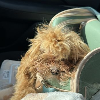 OC Pawtastic Grooming - BEFORE - Pet Groomers Near Me - La Palma, California