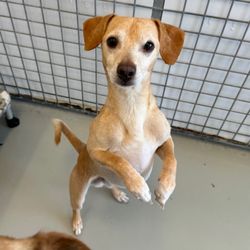 Wags And Whiskers Pet Rescue  · - My baby boy I adopted from Wags and Whiskers Pet Rescue