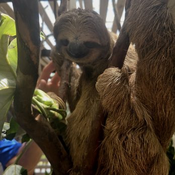 Shore Excursions Group - Sloth sancuary. - Travel Services Near Me - Sunrise, Florida