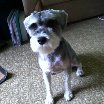Pawsitively Purrfect - New haircut! - Pet Groomers Near Me - Nashville, Tennessee Pawsitively Purrfect - New haircut! - Pet Groomers Near Me - Nashville, Tennessee