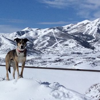 Elevated Dog Services - Dog Walkers Near Me - Park City, Utah Elevated Dog Services - Dog Walkers Near Me - Park City, Utah