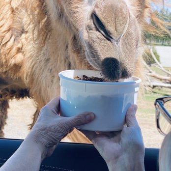 Tennessee Safari Park - Feeding the animals - Parks Near Me - Alamo, Tennessee