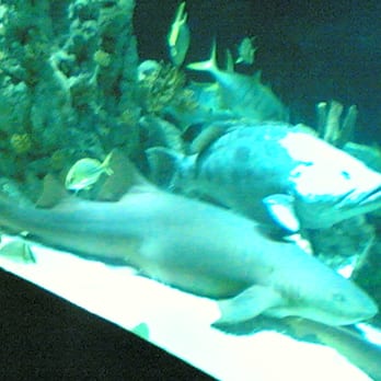 The Deep - shark and i think the other fish is a groper?? - Aquariums Near Me - Hull, KHL The Deep - shark and i think the other fish is a groper?? - Aquariums Near Me - Hull, KHL