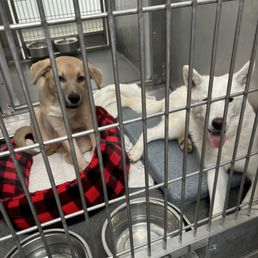 (Left) in kennel at establishment (Left) in kennel at establishment