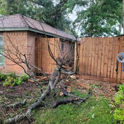 JRP Tree & Demolition Services - dead tree that blew over