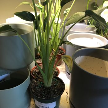 PlantHouse - Alocasia Tiny Dancer - Nurseries & Gardening Near Me - Alexandria, Virginia