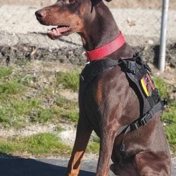 Herndon's Hounds - Lou - Pet Training Near Me