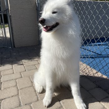 All-Star Grooming - Handsome shiny baby. Thanks Erica! - Pet Groomers Near Me - Scottsdale, Arizona All-Star Grooming - Handsome shiny baby. Thanks Erica! - Pet Groomers Near Me - Scottsdale, Arizona
