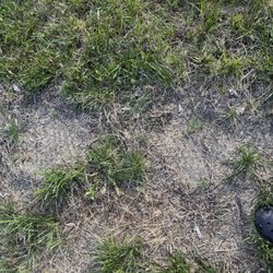 Augusta Lawn Care