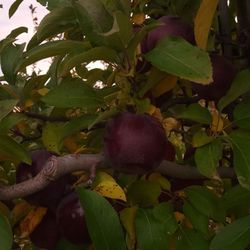 Aeppeltreow Winery - Arkansas black apples