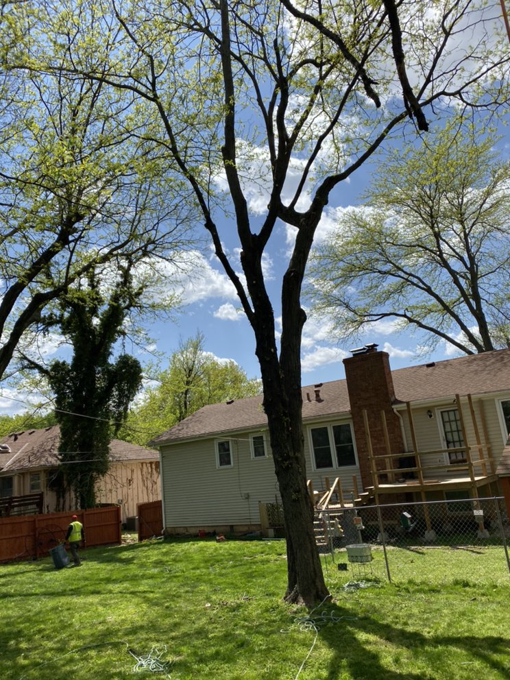 Richter's Tree Service - tree service in Kansas City, MO
