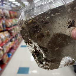 Dead crickets, different packages for sale...