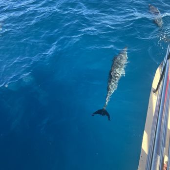 Blue Dolphin Charters - Dolphins seen from catamaran - Boating Near Me - Eleele, Hawaii Blue Dolphin Charters - Dolphins seen from catamaran - Boating Near Me - Eleele, Hawaii