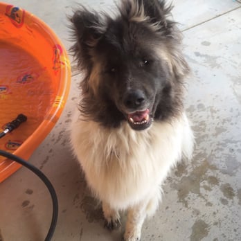 Royalty Akitas - Yogi bear long haired Akita born November 15th 2014 100lbs - Pet Stores Near Me - Lincoln, California