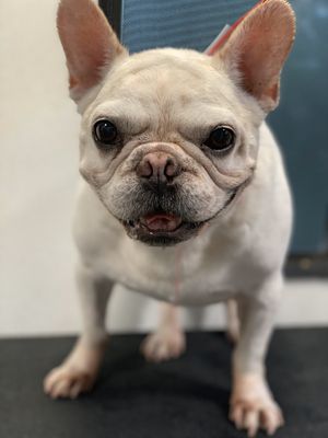 classy canine pet spa