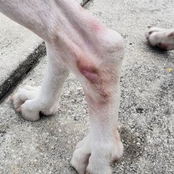 OrthoPets - Damaged to my dog leg after wearing custom knee brace that cost almost 1200.00