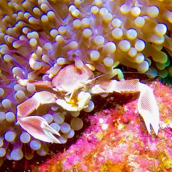 Columbus Scuba - This crab in Madagascar is the size of my pinky nail! - Scuba Diving Near Me - Columbus, Ohio