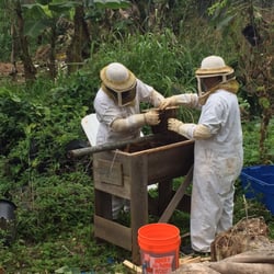 Wailupe Farms - Bee management -