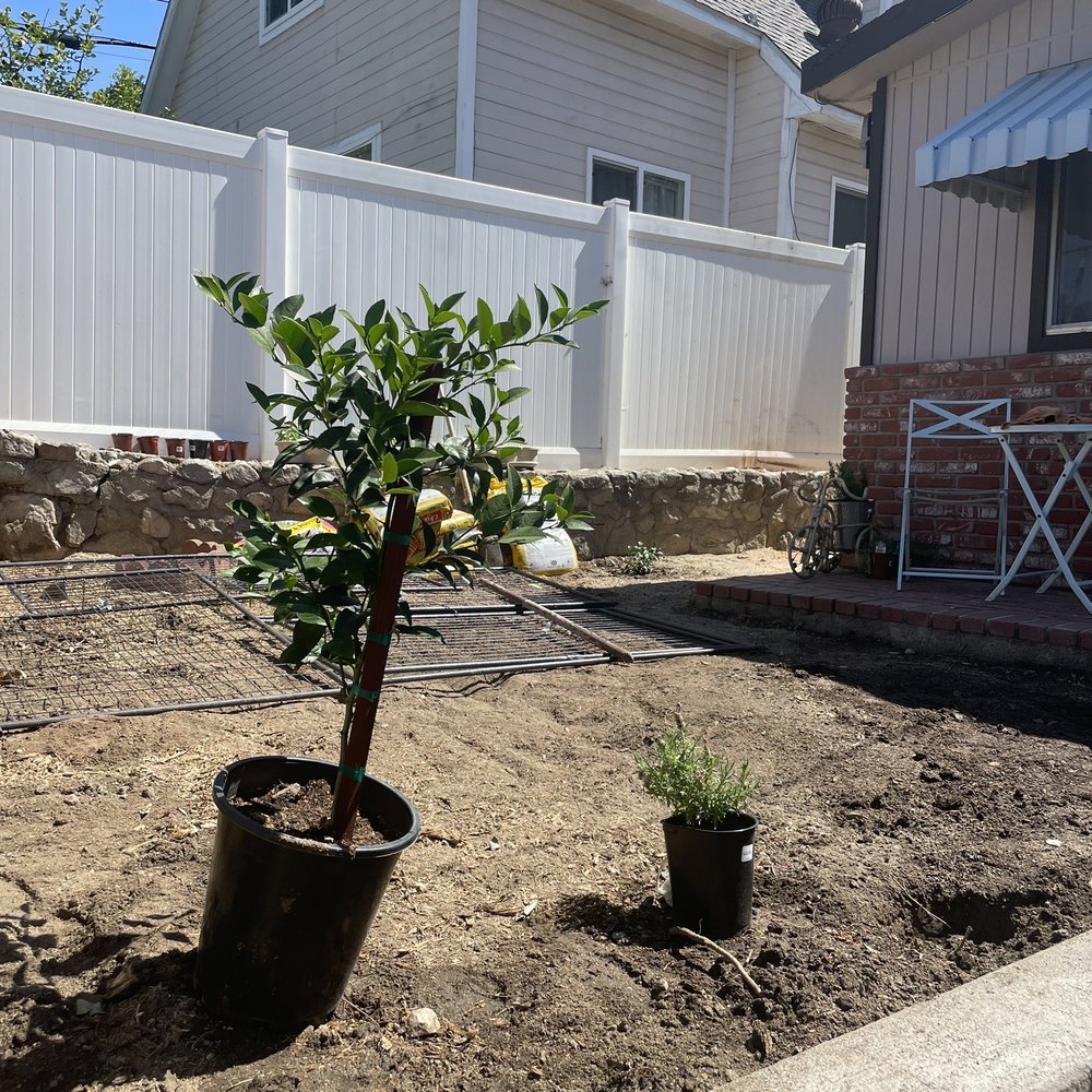 Artist Tree Service - After - Tree Services Near Me - Sylmar, California