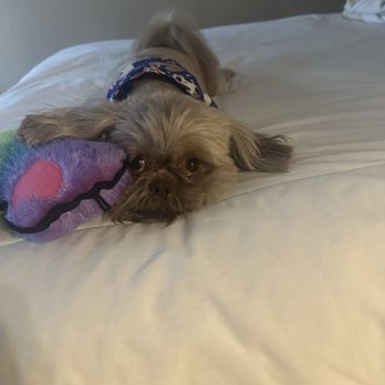 Le Paws - One spoiled and happy boy!!! - Pet Groomers Near Me - San Antonio, Texas