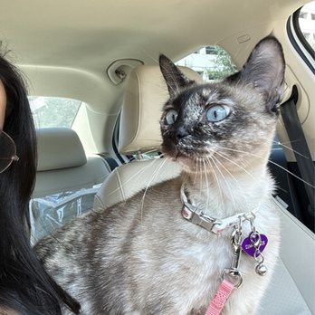Ray Miller Park - Missing female cat 10/12/24 Sami - Parks Near Me - Houston, Texas Ray Miller Park - Missing female cat 10/12/24 Sami - Parks Near Me - Houston, Texas