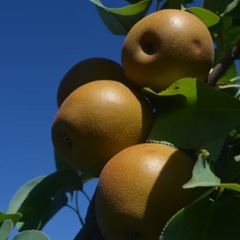 Westwind Orchard - Oriental pears - Cideries Near Me - Accord, New York Westwind Orchard - Oriental pears - Cideries Near Me - Accord, New York
