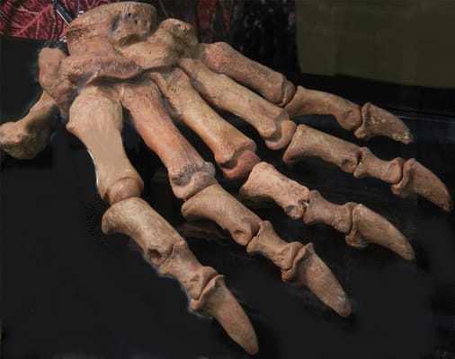 ZRS Fossils & Gifts by null