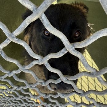 Carson Animal Care Center - Unnamed Dog, 2 YO Black German Shepherd, Stray Female; ID: A5756211 (friendly & lovable!) - Animal Shelters Near Me - Gardena, California Carson Animal Care Center - Unnamed Dog, 2 YO Black German Shepherd, Stray Female; ID: A5756211 (friendly & lovable!) - Animal Shelters Near Me - Gardena, California