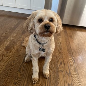 Dapper Tails - Pet Groomers Near Me