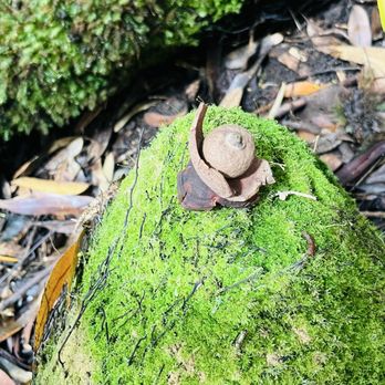 Kona Cloud Forest Sanctuary - Walking Tours Near Me - Kailua-Kona, Hawaii