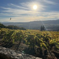 Private Wine Tours