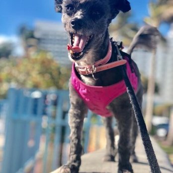 Waggy Tail Pet Care - I'm finally out woohooo - Pet Sitting Near Me Waggy Tail Pet Care - I'm finally out woohooo - Pet Sitting Near Me