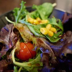 Udon Yonpachi - Mixed green salad w/ wasabi dressing
