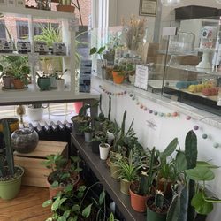 Aurora Grace - Bringing the outdoors inside with lots of plants and cacti.
