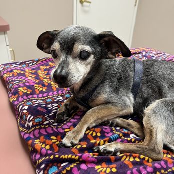 All Pets Medical Centre - RIP Oscar Myers - Veterinarians Near Me - West Hills, California All Pets Medical Centre - RIP Oscar Myers - Veterinarians Near Me - West Hills, California