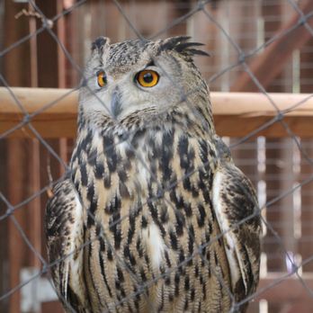 Wildlife Learning Center - Zoos Near Me - Sylmar, California
