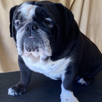 Bark Avenue Dog Grooming - Oscar - Pet Groomers Near Me Bark Avenue Dog Grooming - Oscar - Pet Groomers Near Me