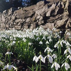 Primrose Hill Gardens