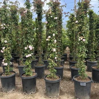 Foothill Nursery - Rose Cecil Brinner - Nurseries & Gardening Near Me - Carpinteria, California