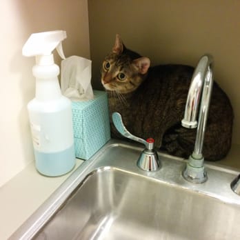 East End Veterinary Medical Centre - No hiding places in the examination rooms! - Veterinarians Near Me - Pittsburgh, Pennsylvania East End Veterinary Medical Centre - No hiding places in the examination rooms! - Veterinarians Near Me - Pittsburgh, Pennsylvania