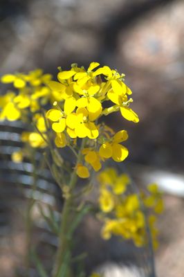 Santa Fe Botanical Garden by null