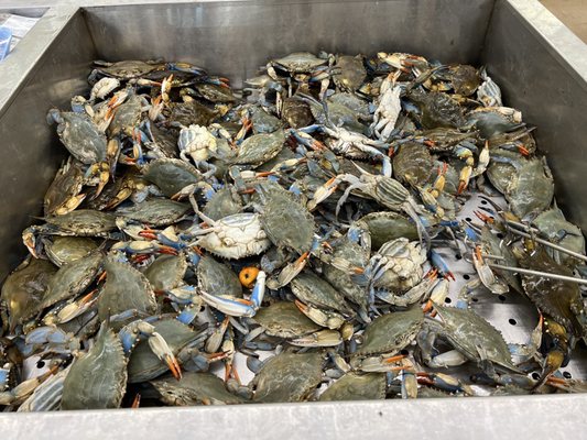 Fiesta Mart #64 by null