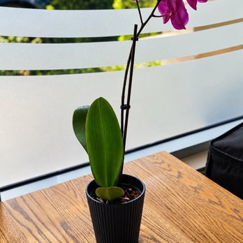 Basilic - Vietnamese Near Me - Boca Raton, Florida