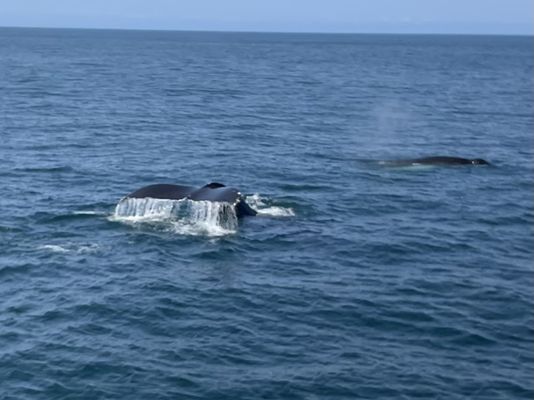 7 Seas Whale Watch by null