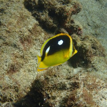 Shoreline Snorkel - Snorkeling Near Me - Lahaina, Hawaii Shoreline Snorkel - Snorkeling Near Me - Lahaina, Hawaii