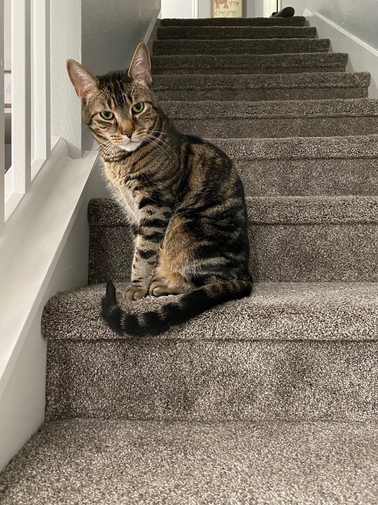 AMIGO ANIMAL HOSPITAL Updated September 2024 13 Photos & 44 Reviews